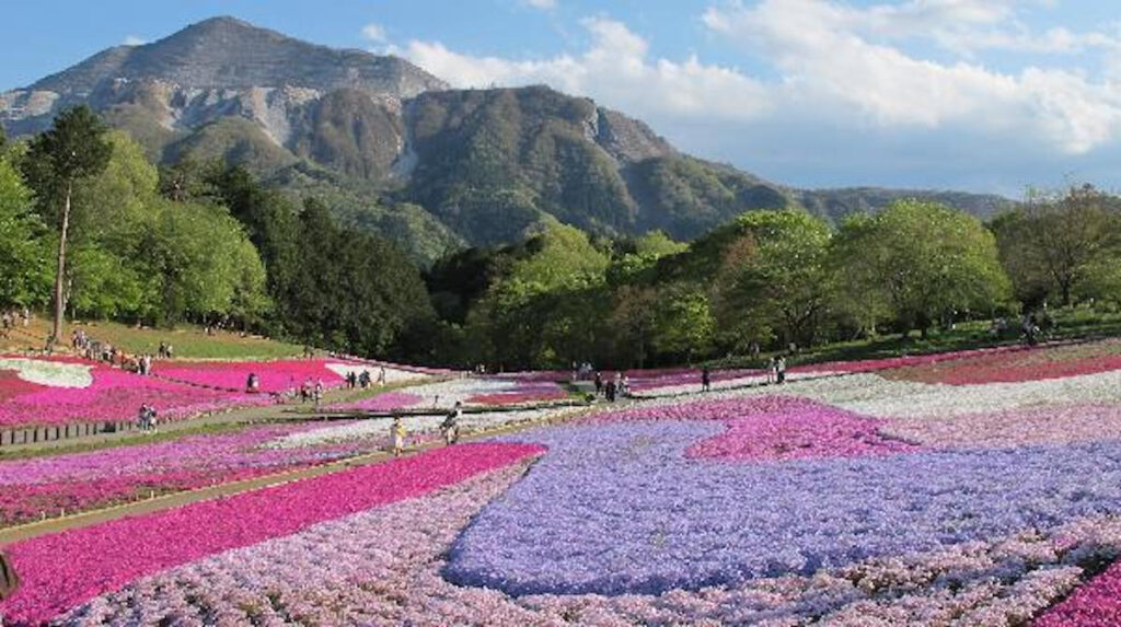 羊山公園の芝桜